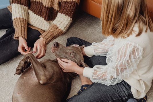 Creating a Pet-Friendly Home: The Ultimate Guide